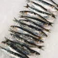 sardines-de-bretagne